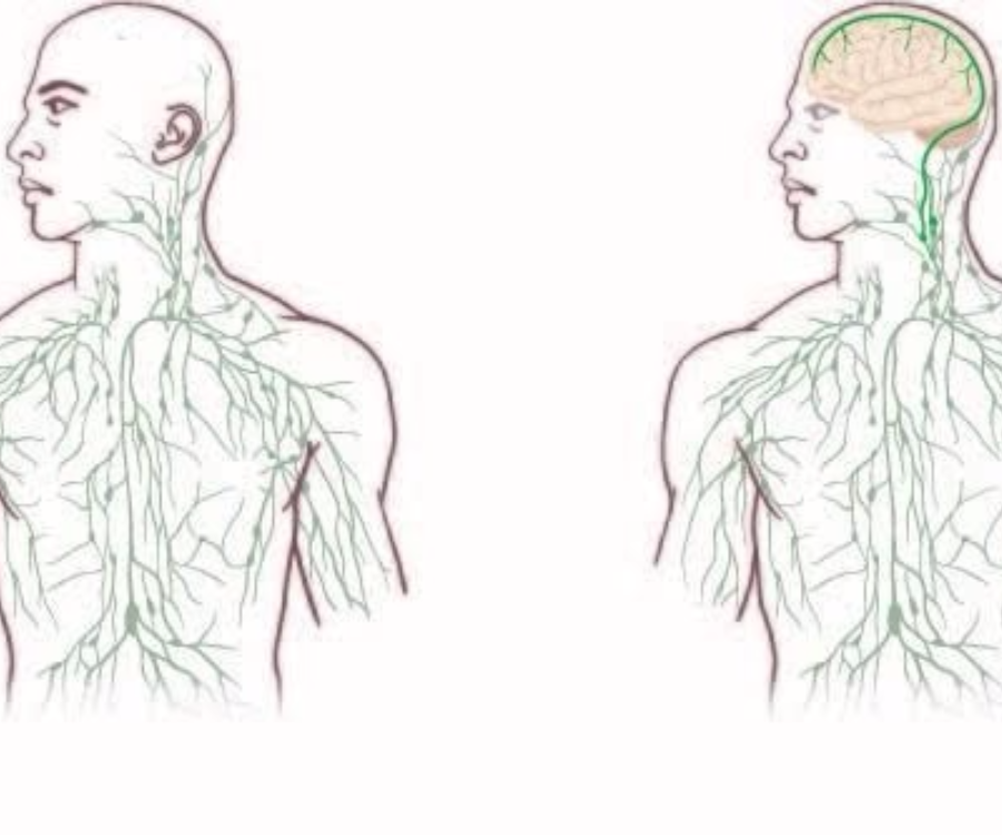 BAĞIŞIKLIK SİSTEMİNİ DOĞRUDAN BEYNE BAĞLAYAN LENF DAMARLARI BULUNDU