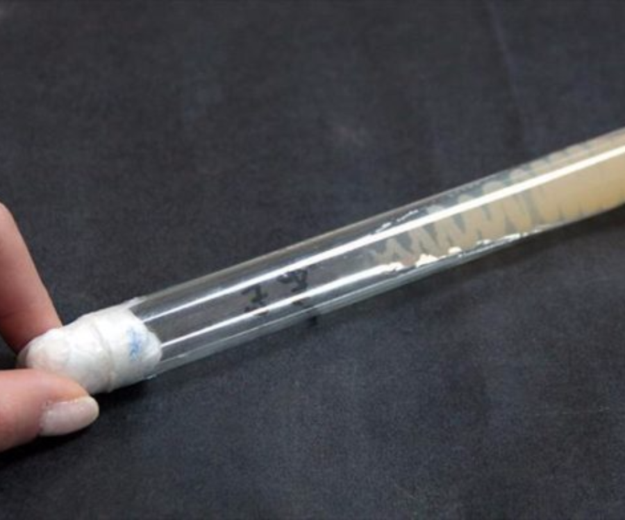 TRABZON VE TUNCELİ’DE PETROL TÜKETEN BAKTERİ TESPİT EDİLDİ