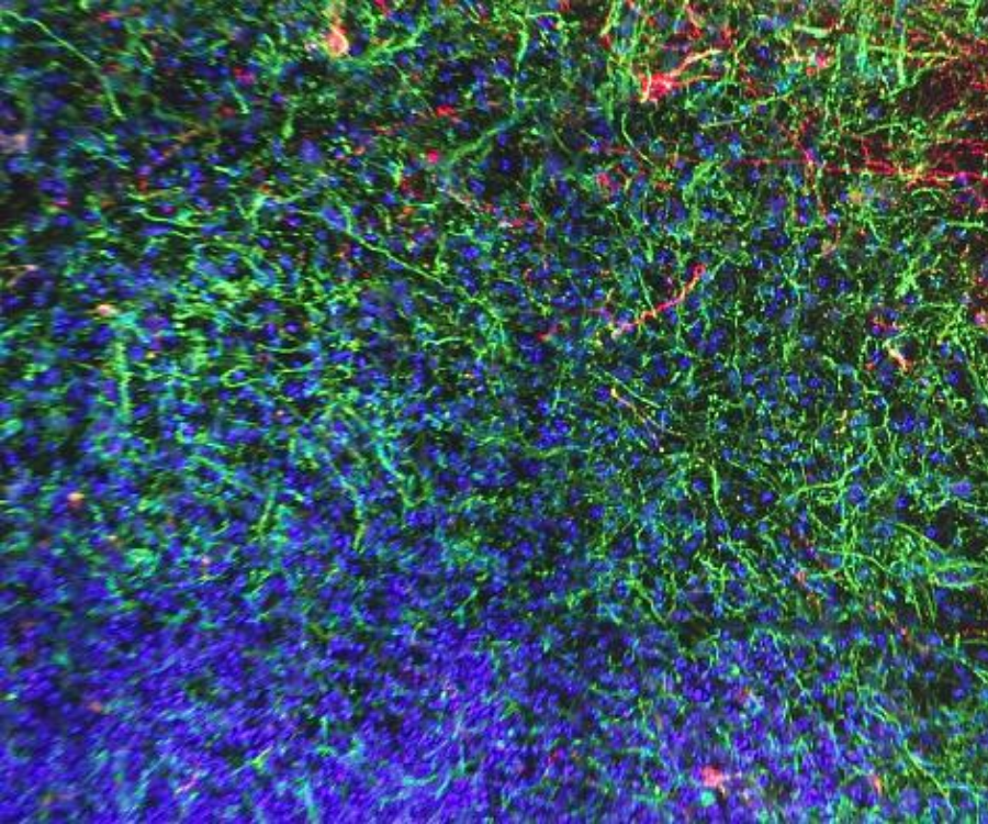 KOBAY HAYVANSIZ TIBBİ ARAŞTIRMALAR ARTIK MÜMKÜN!