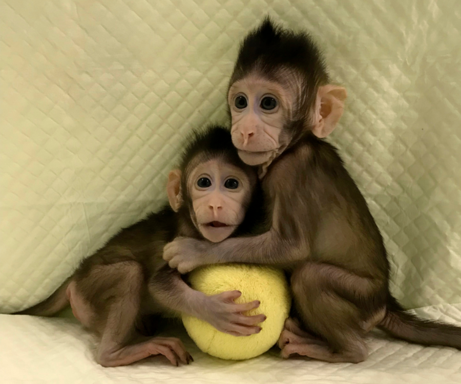 ÇİN'DE BİLİM İNSANLARI İKİ MAYMUN KLONLAMAYI BAŞARDI