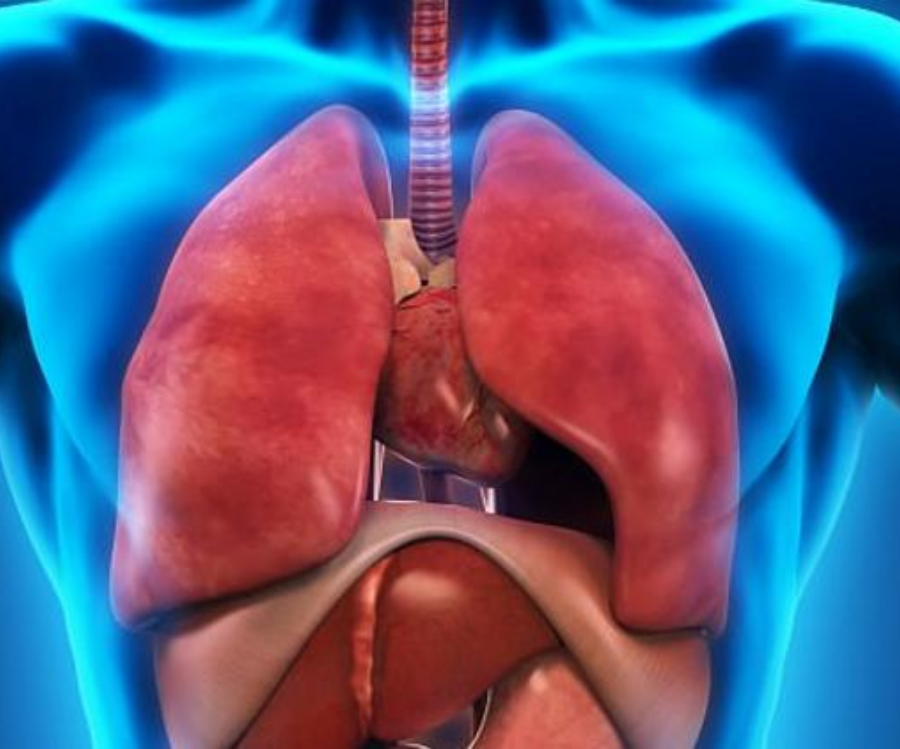 İNSAN VÜCUDUNDA YENİ BİR ORGAN KEŞFEDİLDİ:INTERSTITIYUM