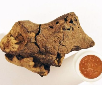 DÜNYANIN İLK DİNOZOR BEYNİ FOSİLİ BULUNDU