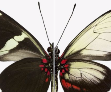 BİLİM İNSANLARI KELEBEKLERİN GENLERİYLE OYNAYARAK KANATLARINDAKİ RENK VE DESENLERİ DEĞİŞTİRDİ