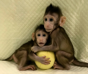 ÇİN'DE BİLİM İNSANLARI İKİ MAYMUN KLONLAMAYI BAŞARDI