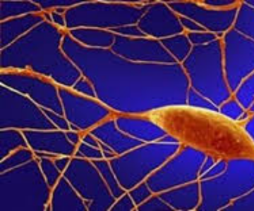 KANSERLE MÜCADELEDE YENİ SİLAH: MİKROSKOBİK DNA ROBOTLARI FARELERDE TÜMÖRLERİ KÜÇÜLTTÜ