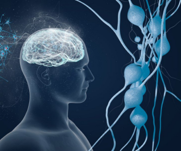 BEYİNDE ANKSİYETE HÜCRELERİ KEŞFEDİLDİ